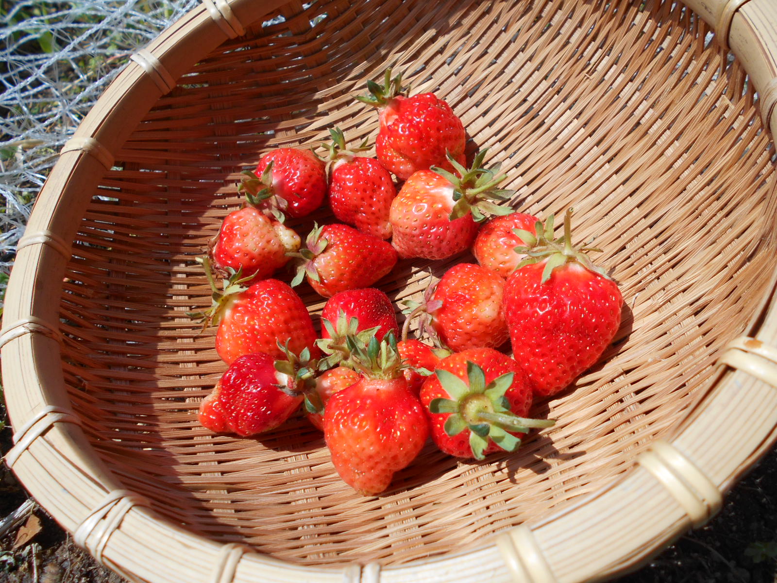 なかなかのイチゴ